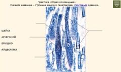 Отдел моховидные. Практика № 2 для углублённого изучения