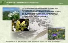 Растения гор и лесов Кавказского заповедника