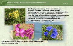 Растения лугов и равнин Баргузинского заповедника