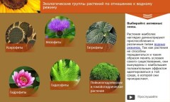 Экологические группы растений по отношению к водному режиму